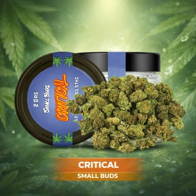 CBD Small Bud - 2g - L'instant Zen